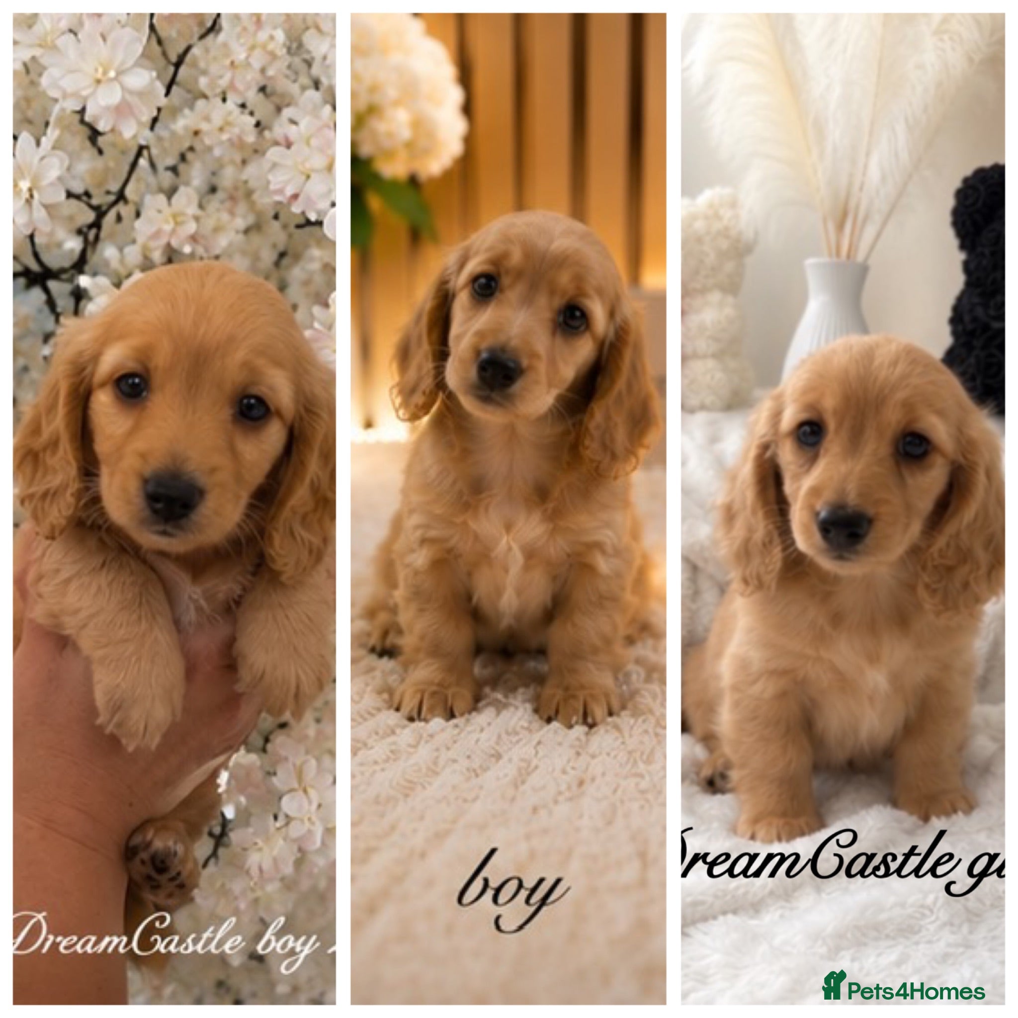 Miniature Dachshund dogs Ready to leave Kc long coat puppies  - Advert 1