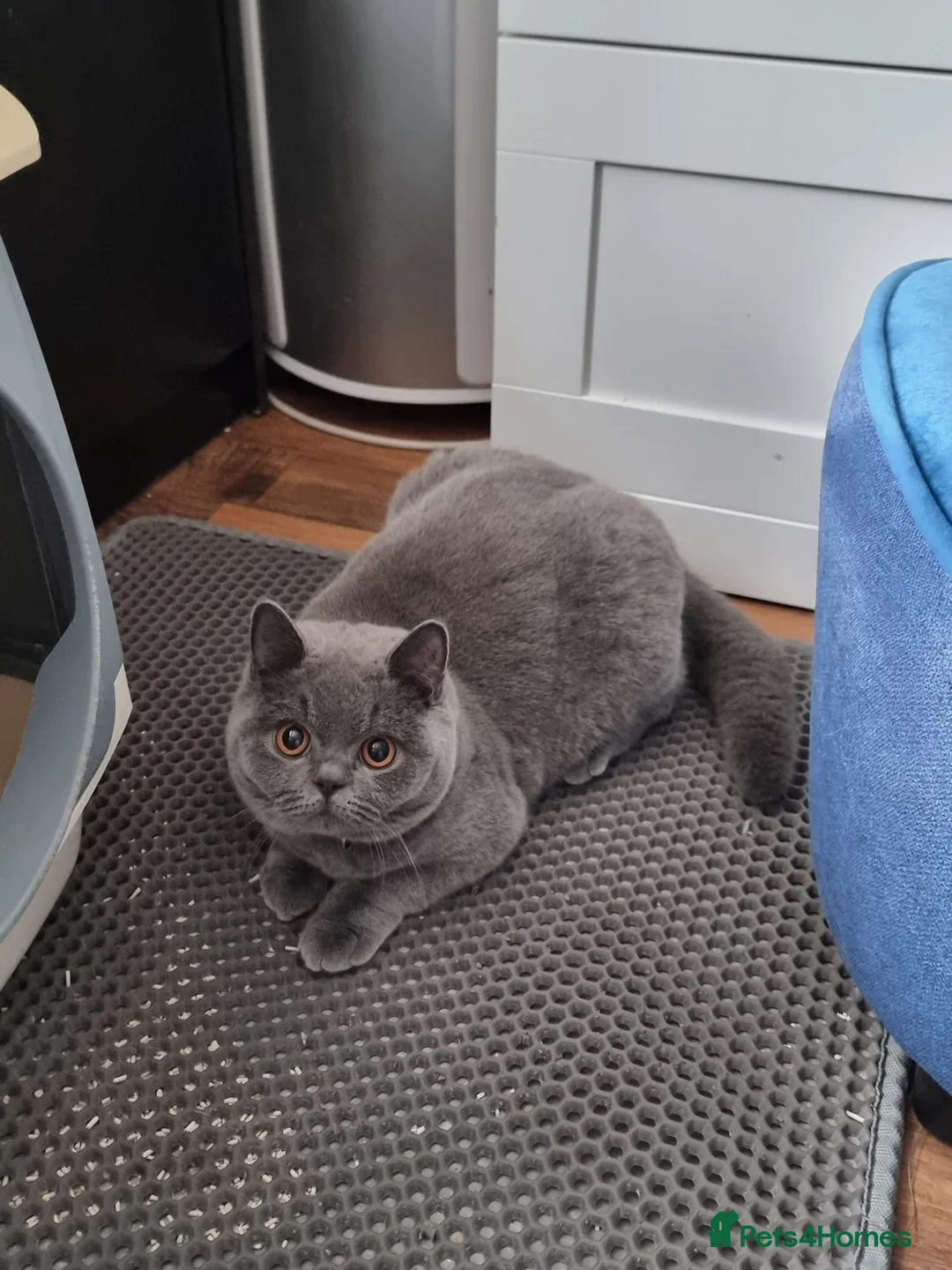 British Shorthair cats for sale: Last Female Ready Too Go GCCF Healthy Pedigree - Advert 22