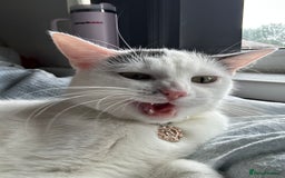 Ragdoll cats for sale: Pregnant half ragdoll cat - Image 4