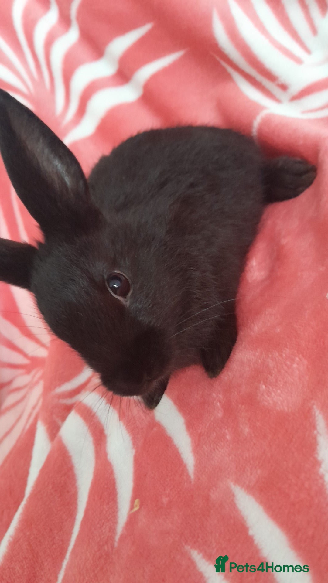 Rex rabbits for sale: Female bunnies  - Image 5