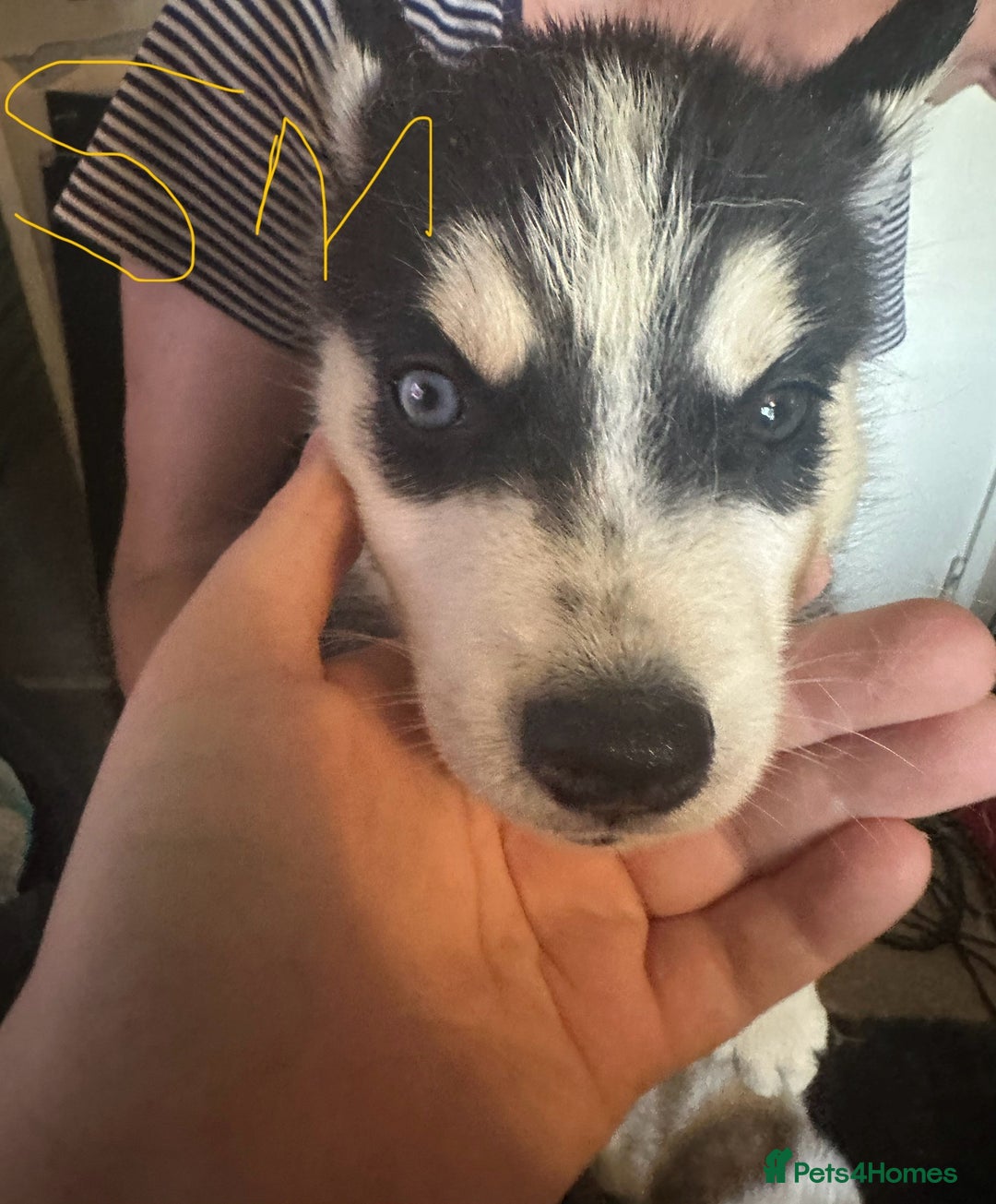 Siberian Husky dogs for sale: Five husky puppies for sale - Image 15