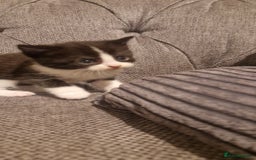 Mixed Breed cats for sale: 5 cute kittens, good natured mum needing homes  - Image 7