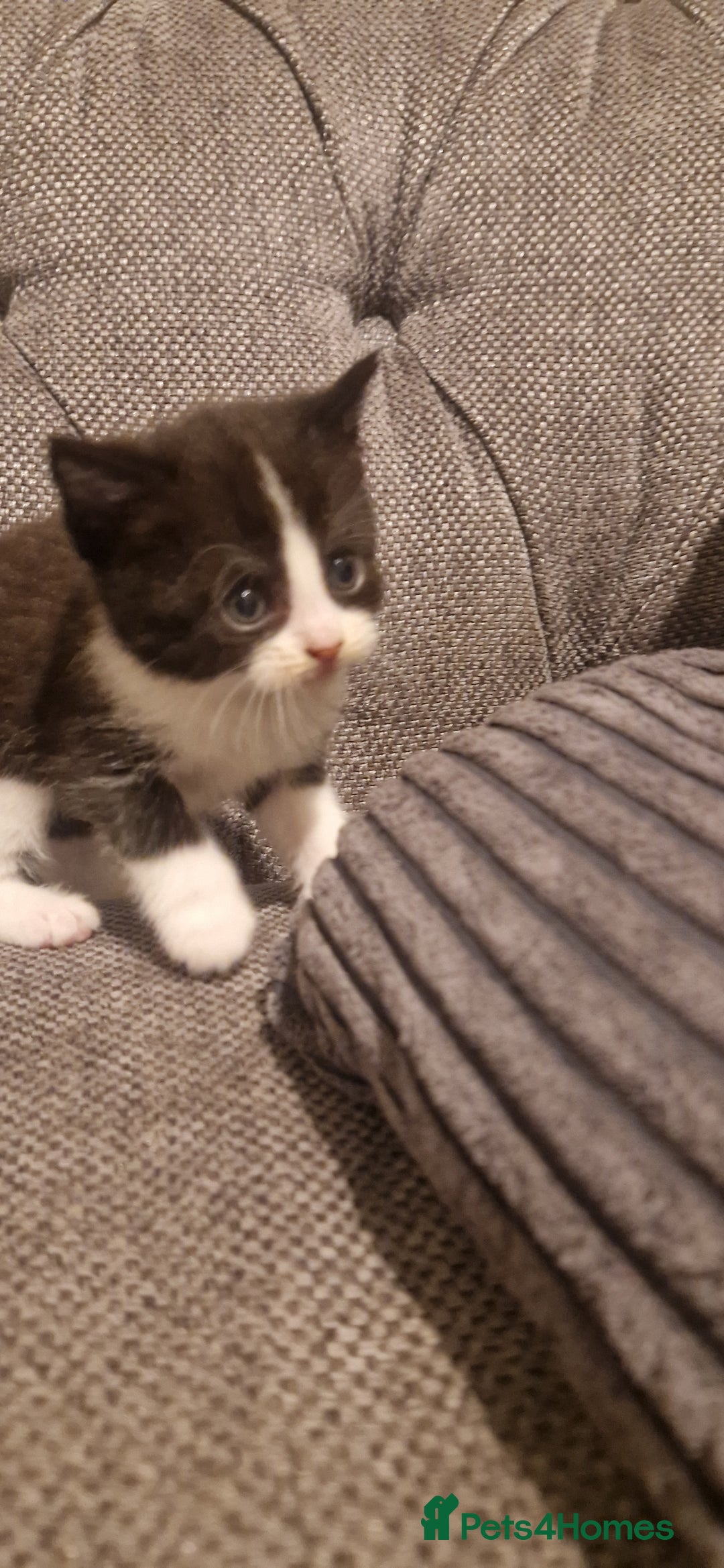 Mixed Breed cats for sale: 5 cute kittens, good natured mum needing homes  - Image 7