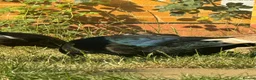 Ducks poultry for sale: Drake Cayugas in Daventry - Advert 4