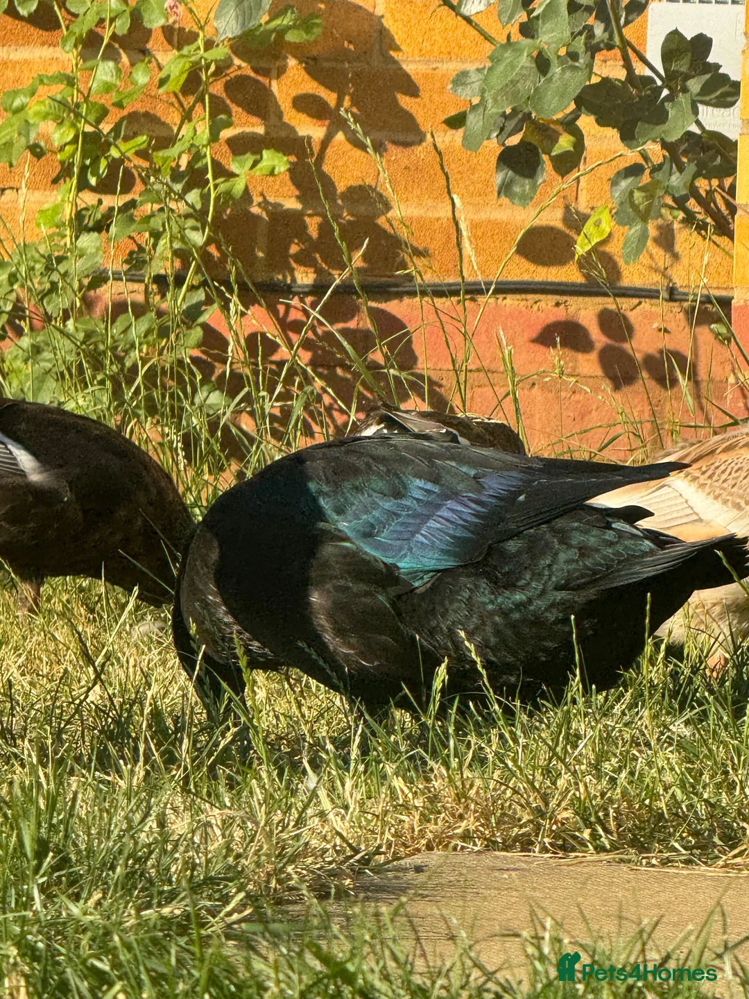 Ducks poultry for sale: Drake Cayugas in Daventry - Advert 4