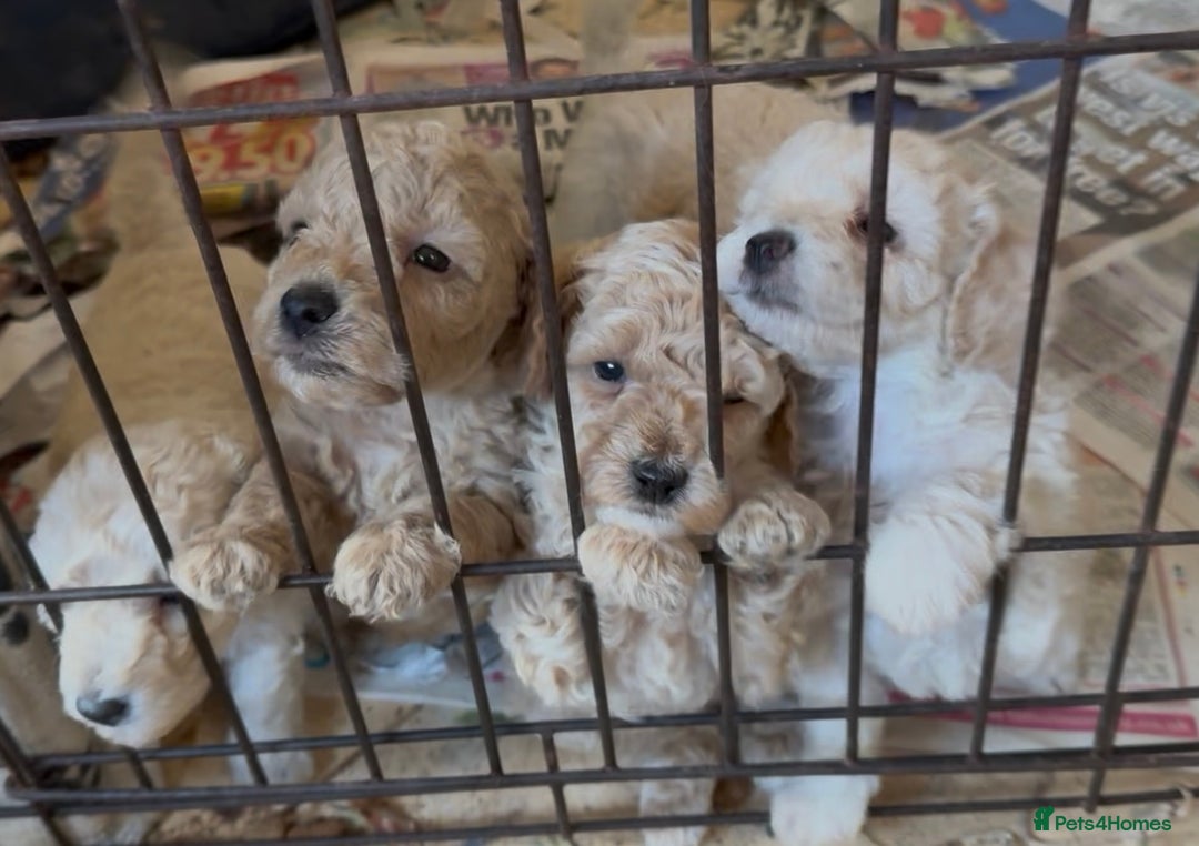 Poochon dogs for sale: Seriously gorgeous farm reared tiny puppies  - Image 26