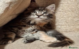 Maine Coon cats for sale: Beautiful torbie Maine Coon girls - Image 10