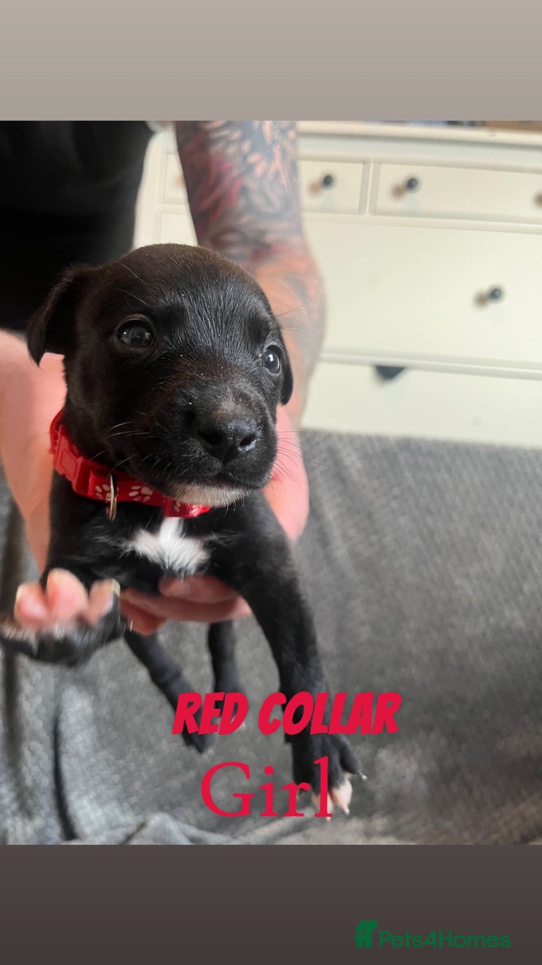 Mixed Breed dogs for sale: 11 Lurcher x Staffy pups for Sale! - Advert 14
