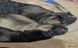 French Bulldog dogs for sale: French Bulldog Puppies PET PRICED  - Image 11