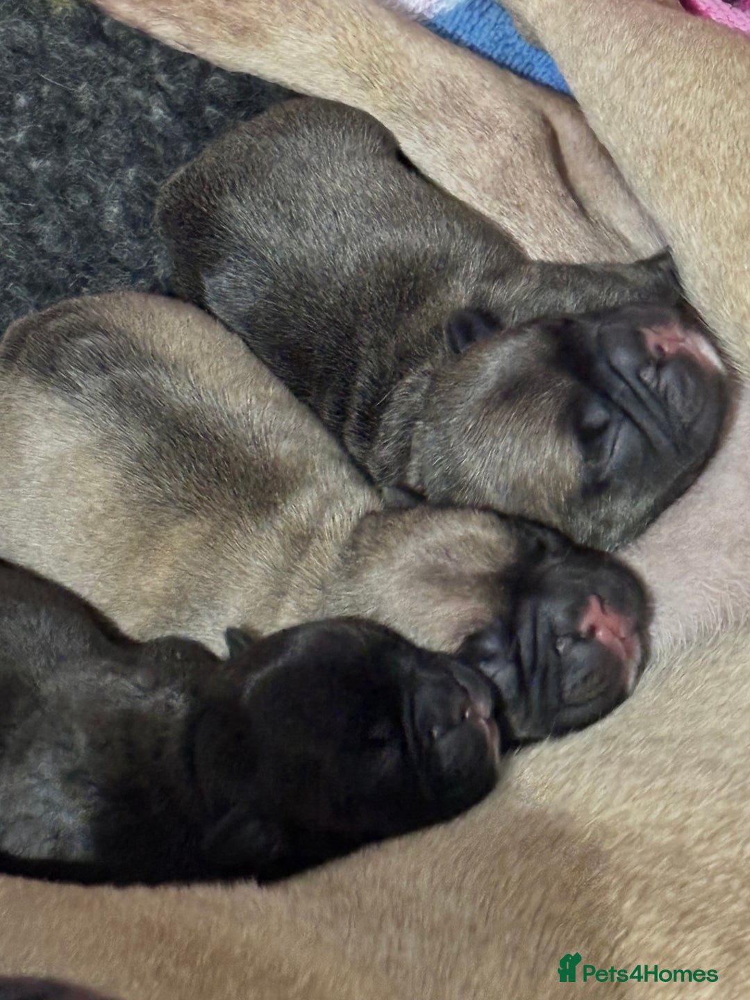 French Bulldog dogs for sale: French Bulldog Puppies PET PRICED  - Image 11