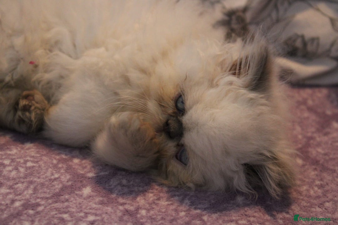 Persian cats for sale: Beautiful Female Kittens Ready for Loving Homes - Advert 28