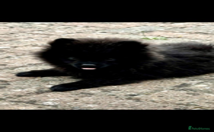 Pomeranian dogs - Advert 4