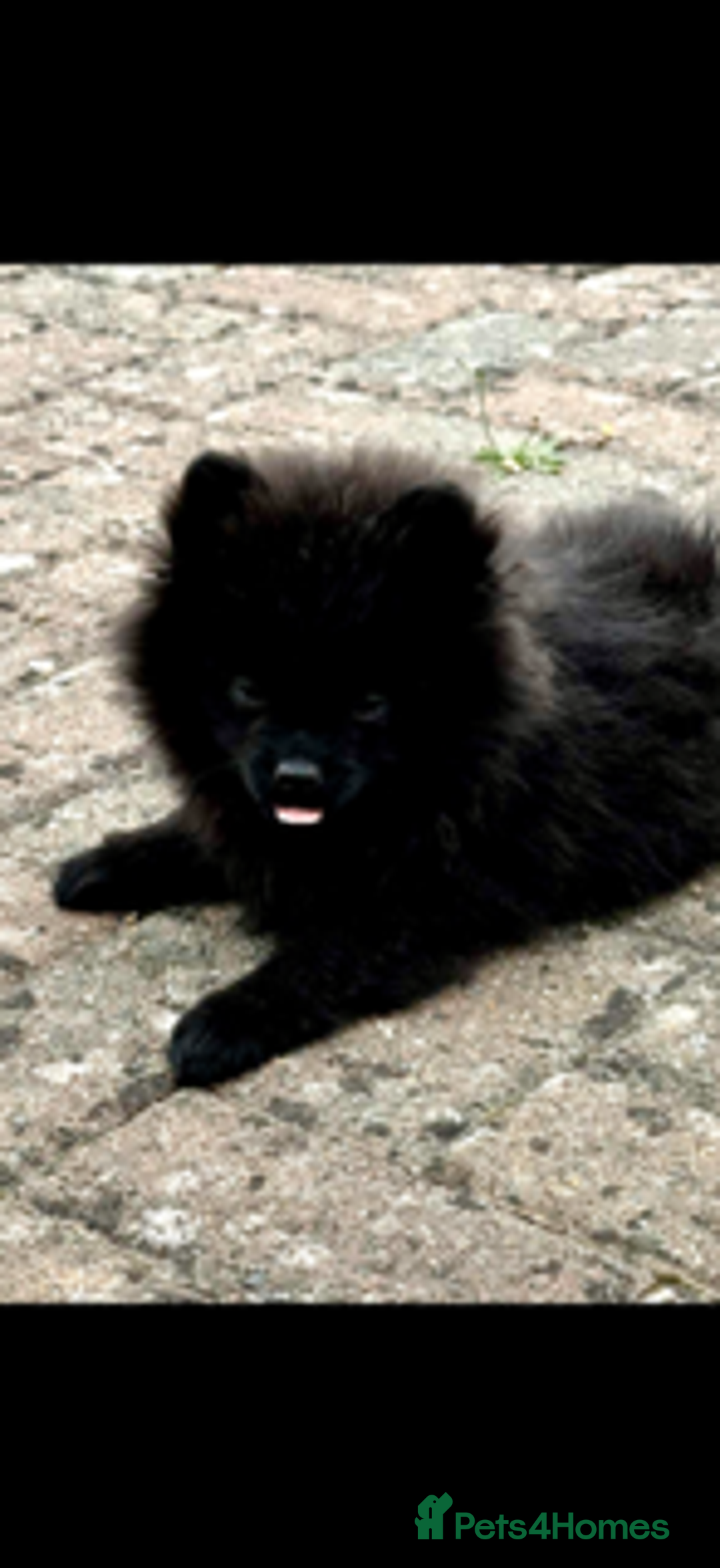 Pomeranian dogs for sale: 1 adorable Black Male Pomeranian Puppy for Sale - Image 1
