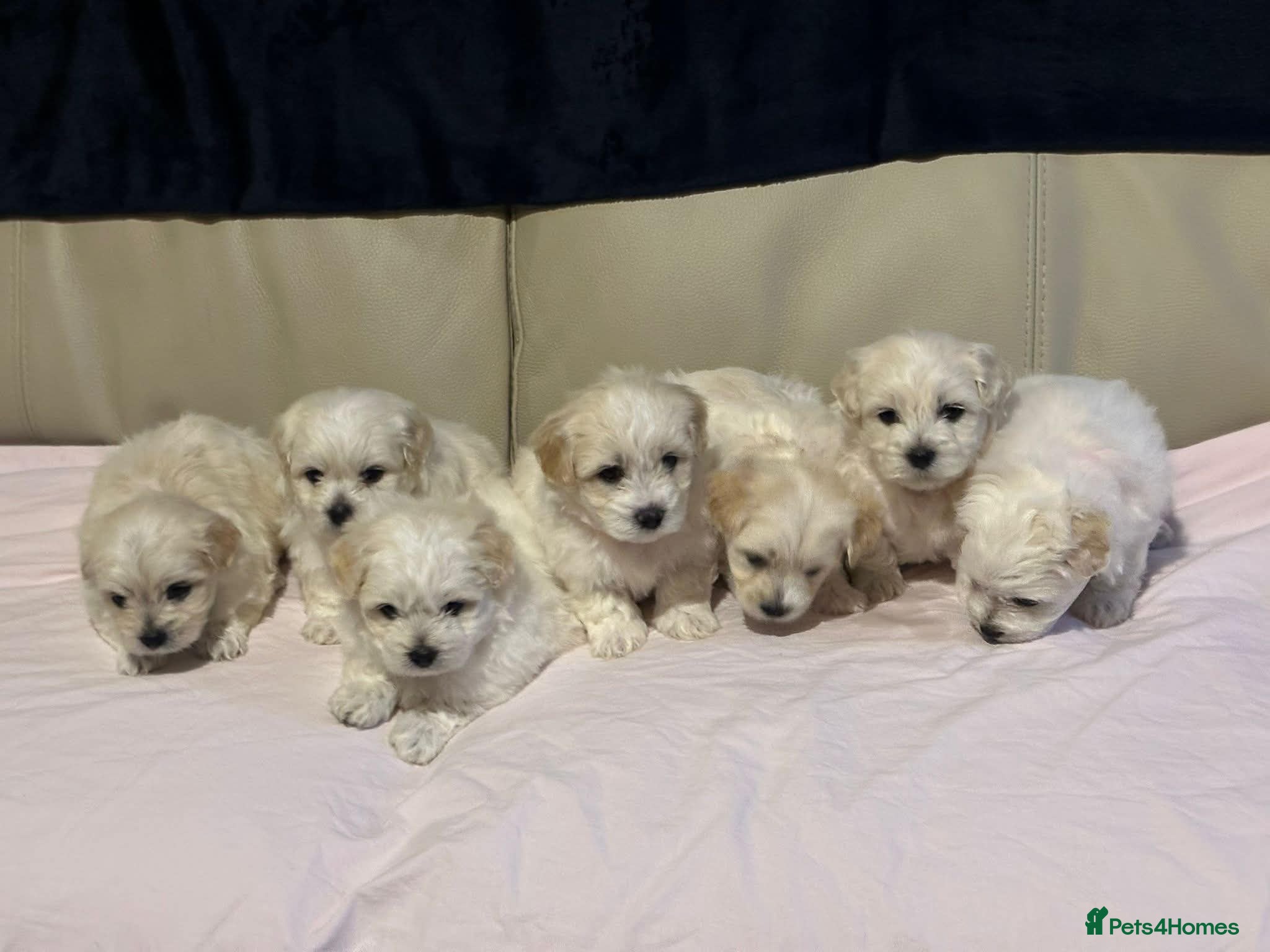 Maltese dogs Maltese puppies - Advert 3