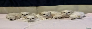 Maltese 4