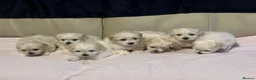 Maltese dogs for sale: Maltese puppies - Advert 1