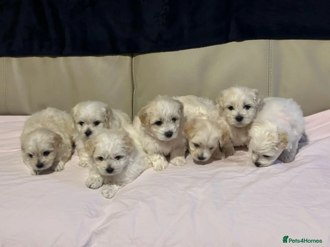 Maltese dogs for sale: Maltese puppies - Advert 1