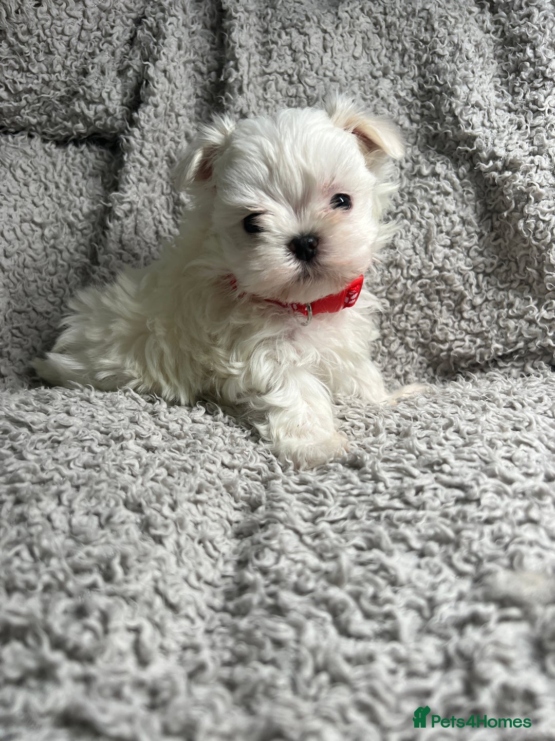 Maltese dogs for sale: Maltese puppies available  - Advert 2
