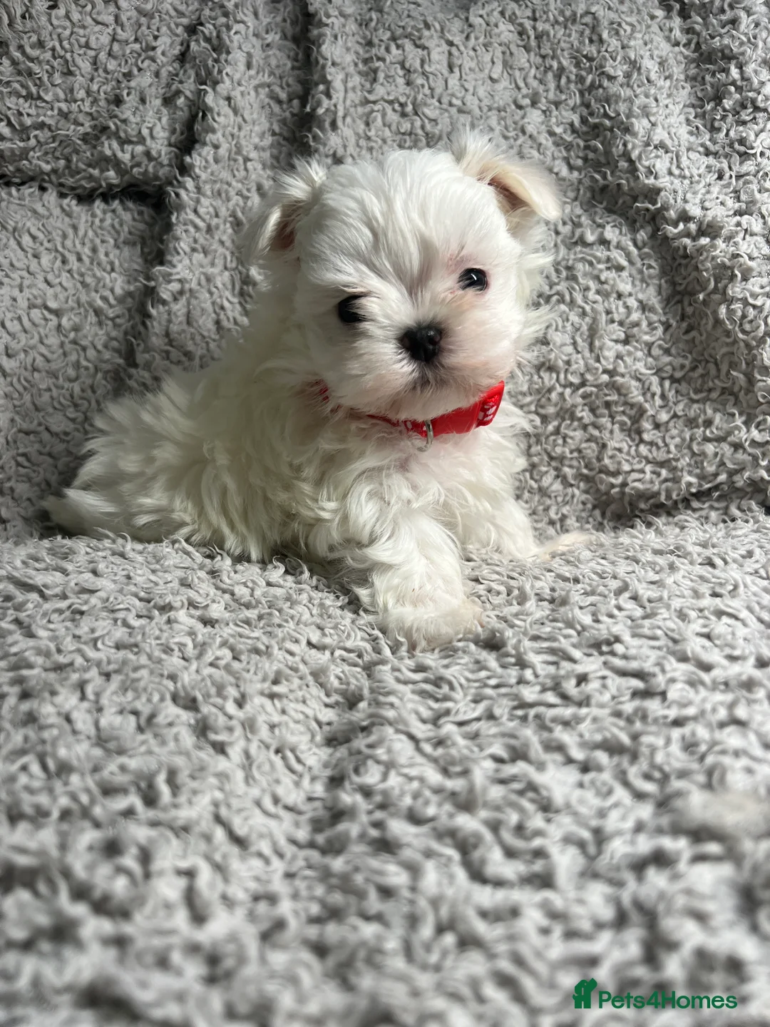 Maltese dogs for sale: One girl and boy available  - Advert 4