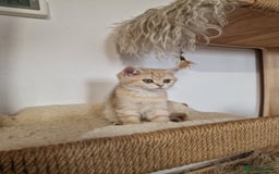 British Shorthair cats for sale: PEDIGREE BRITISH SHORT HAIR READY NOW !!! - Image 13