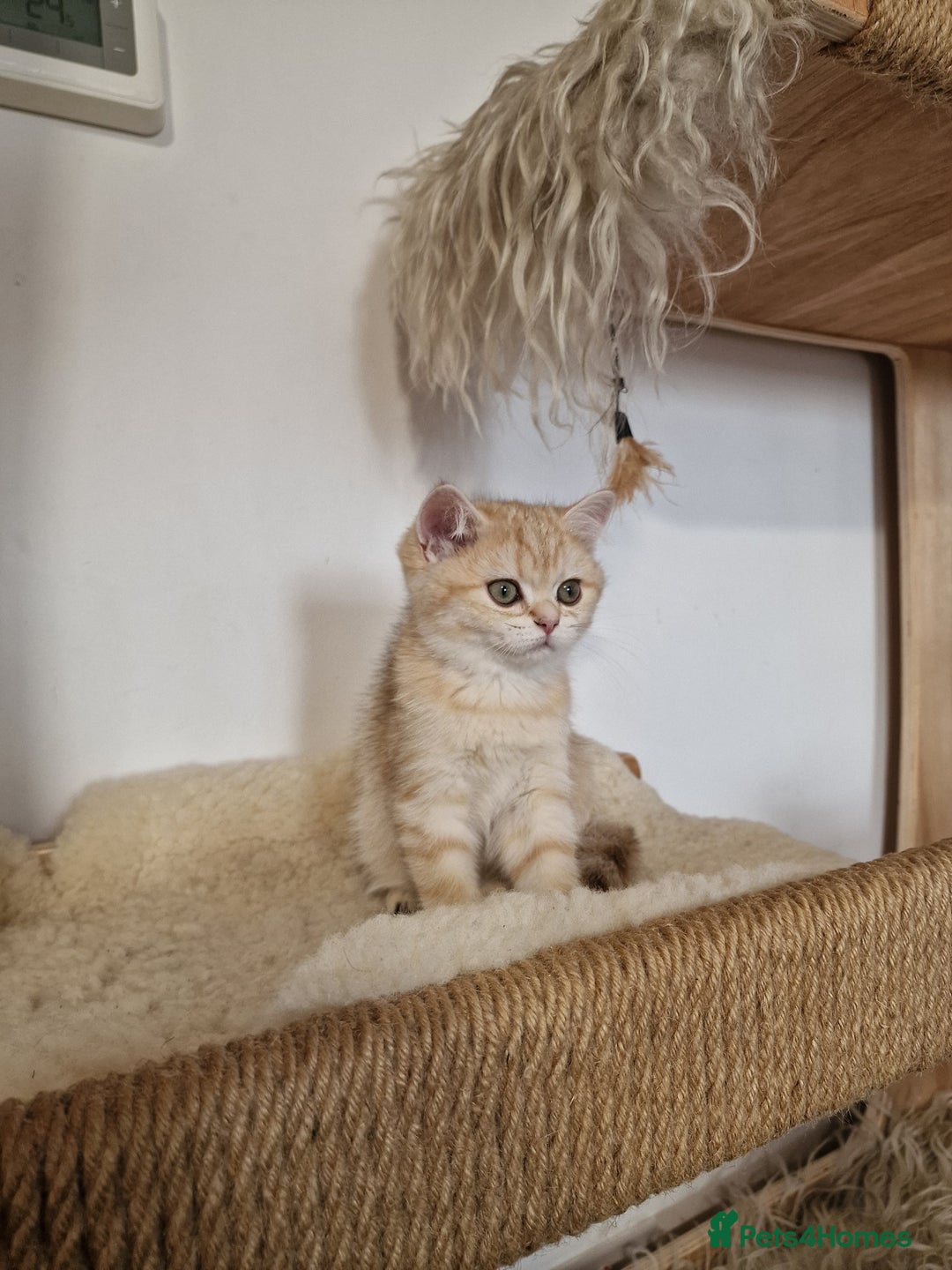 British Shorthair cats for sale: PEDIGREE BRITISH SHORT HAIR READY NOW !!! - Image 13