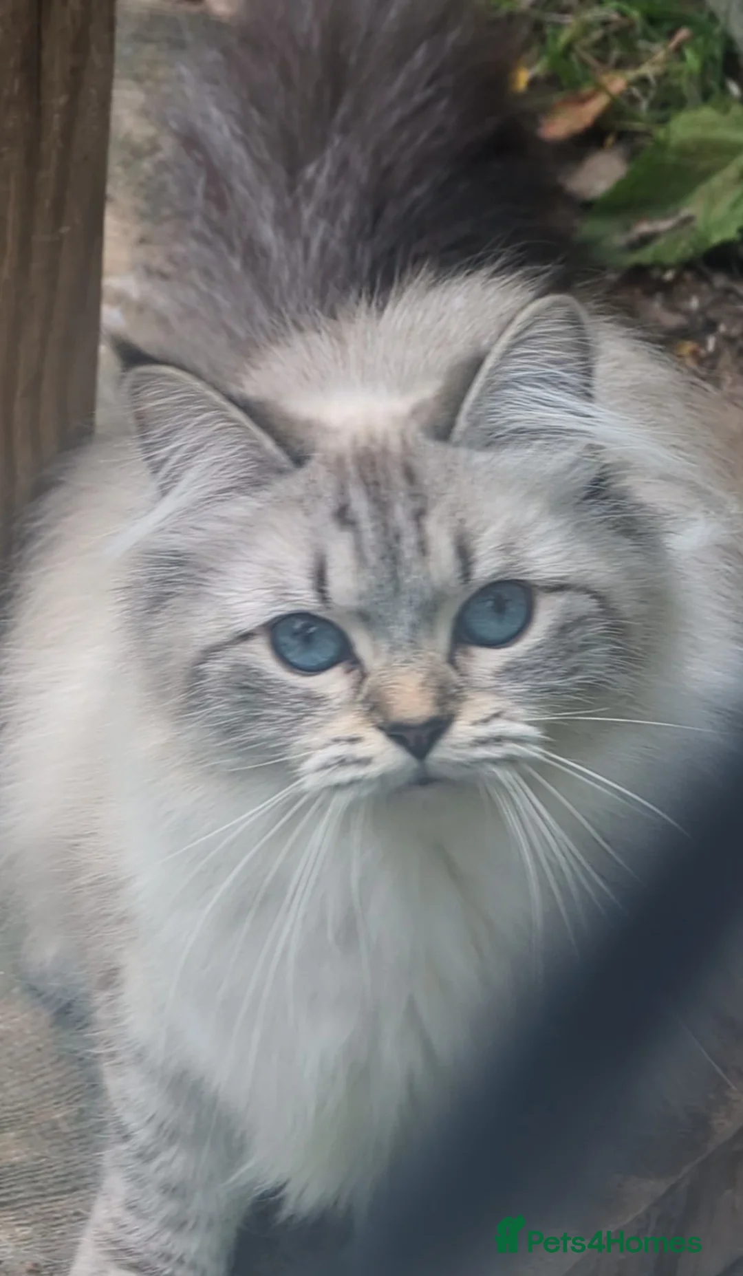 Siberian cats for sale: Rio calm and little bit shy  - Advert 1