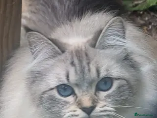 Siberian cats Rio calm and little bit shy - Advert 1