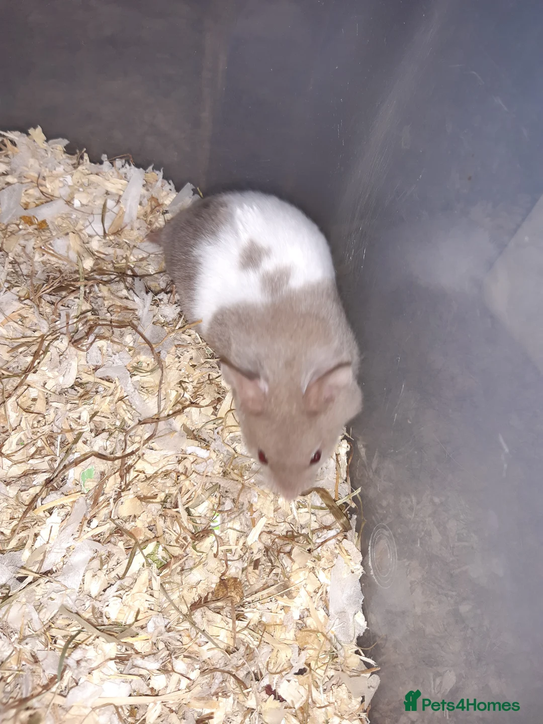 Hamster rodents for sale: Baby Syrian hamsters - Advert 15