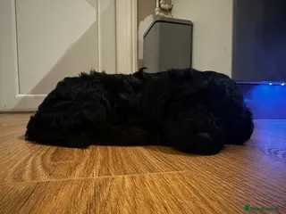 Cockapoo dogs F1B Cockapoo pups - Advert 16