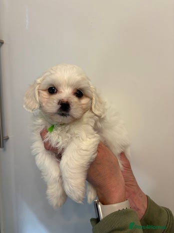 Maltipoo dogs - Advert 15