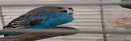 Budgerigars birds for sale: Budgie free to a good home  in Caerphilly - Advert 1