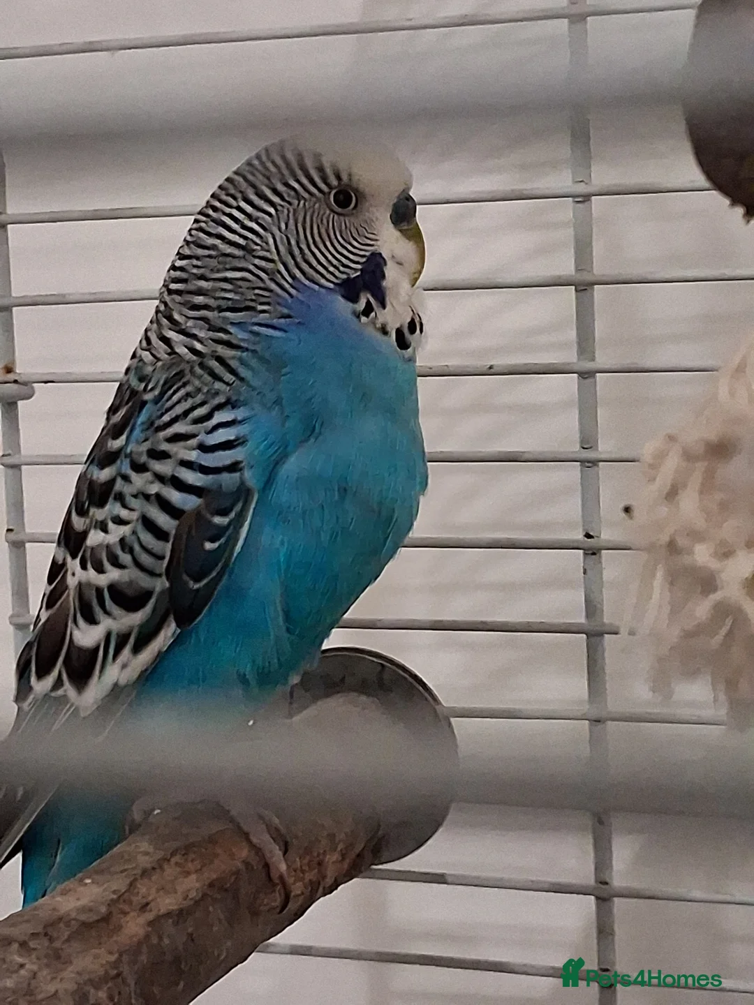 Budgerigars birds for sale: Budgie free to a good home  in Caerphilly - Advert 1