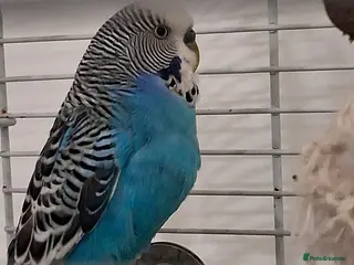 Budgerigars birds Budgie free to a good home in Caerphilly - Advert 4