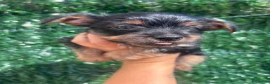Yorkshire Terrier 4