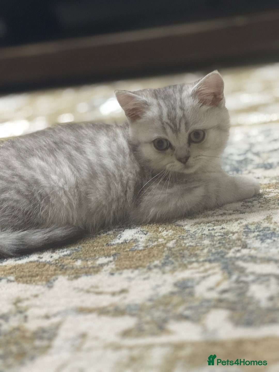 British Shorthair cats for sale: 2 TICA registered BSH kittens  - Advert 24