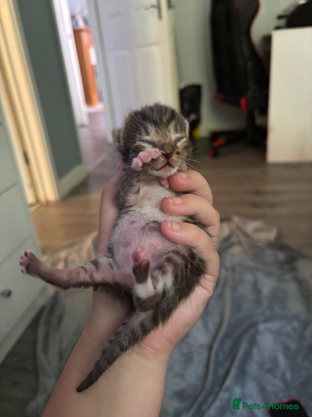 Mixed Breed cats for sale: Half bengals  - Image 11