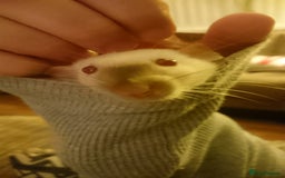 Rat rodents for sale: 7 female rats - Advert 6