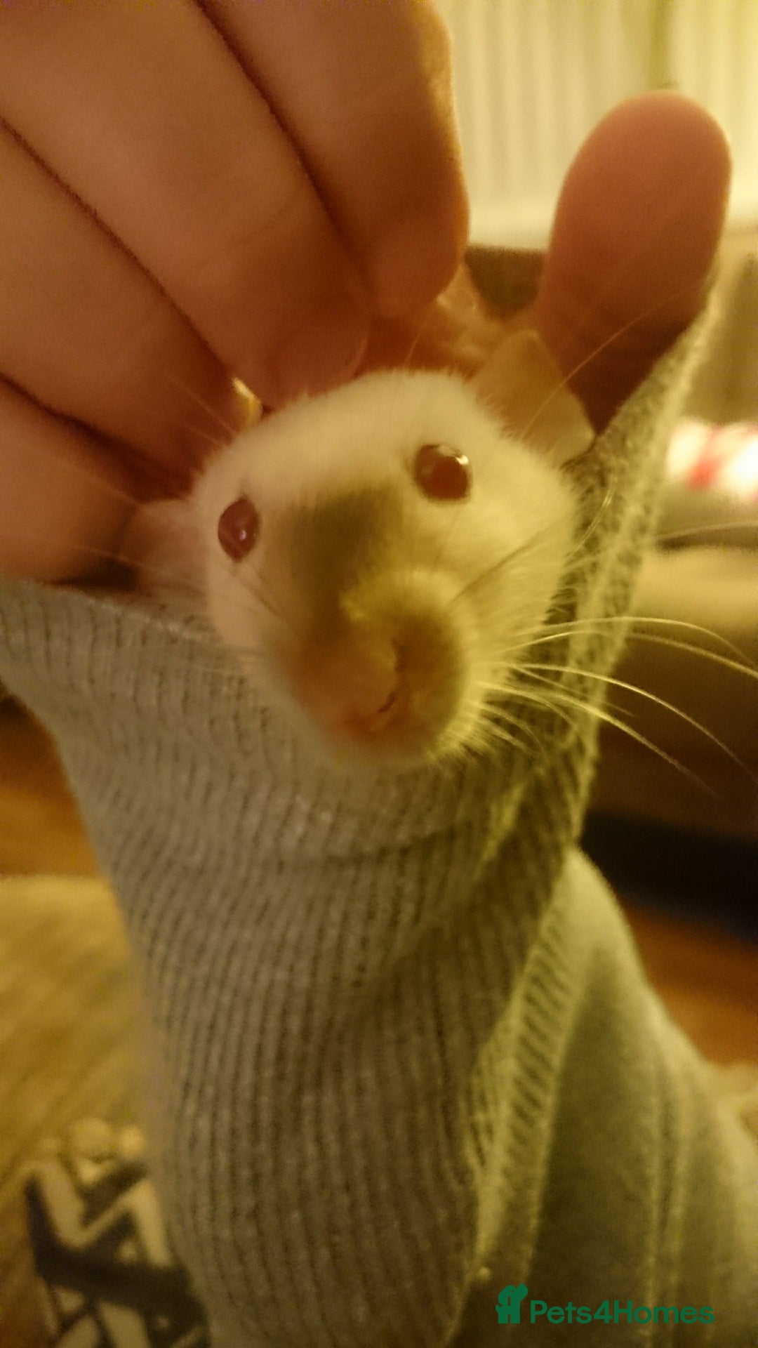 Rat rodents for sale: 7 female rats - Advert 6