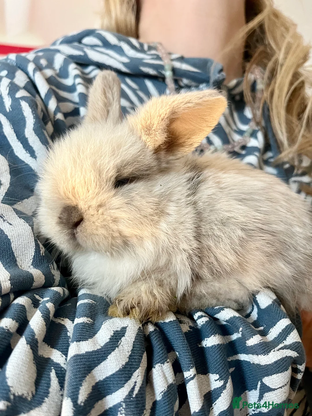 Mini Lop rabbits for sale: Cute mini baby lops for sale  - Advert 2