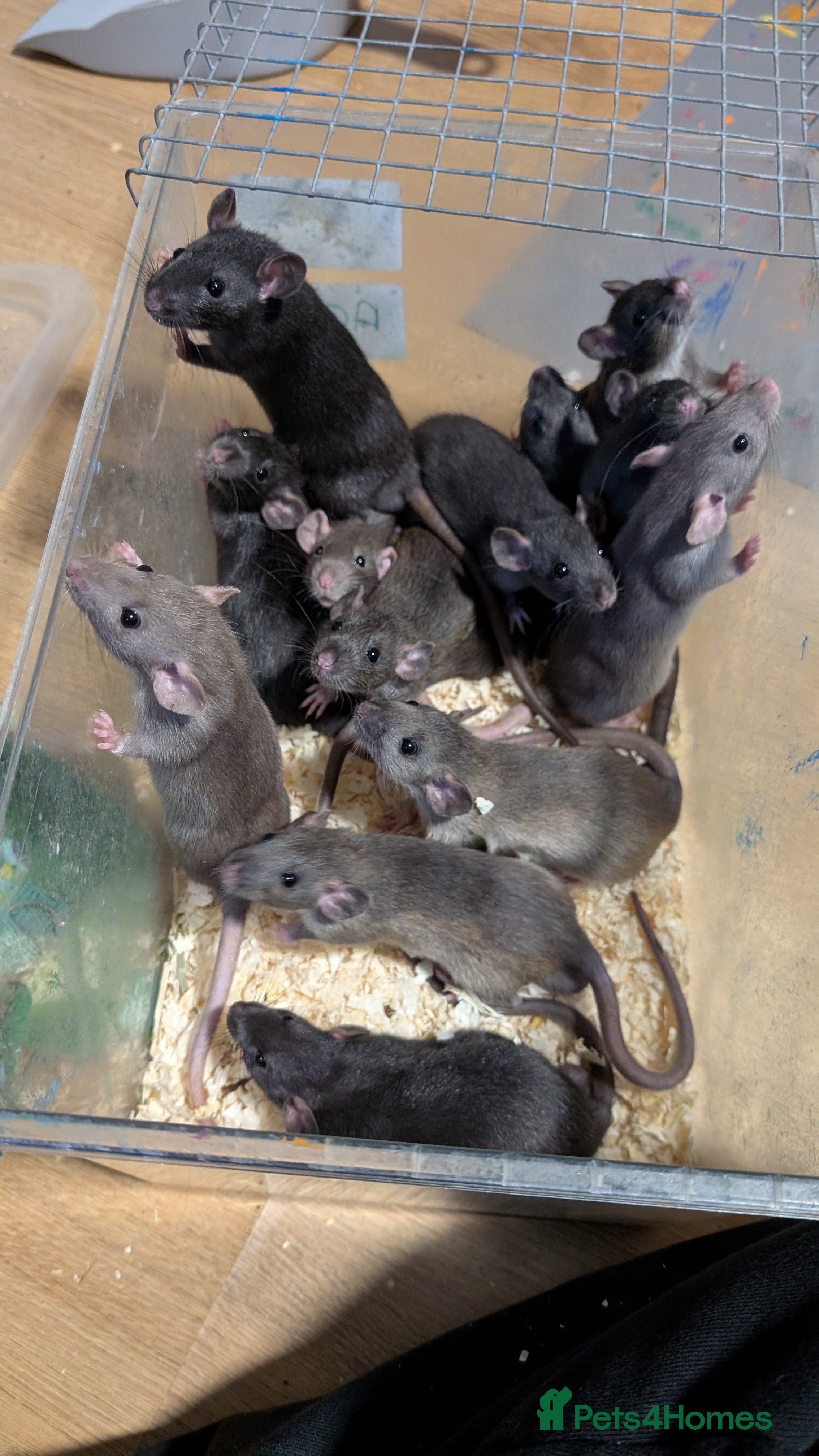 Rat rodents Baby male rats - Advert 10