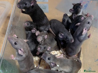 Rat rodents Baby male rats - Advert 10