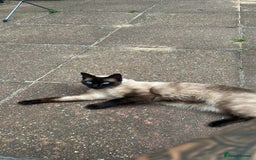 Burmese cats for sale: Bermese boy  - Image 2