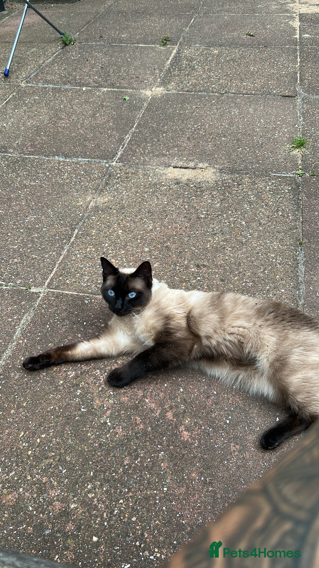 Burmese cats for sale: Bermese boy  - Image 2