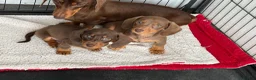 Miniature Dachshund dogs for sale: Miniature Dachshund puppies - Advert 5