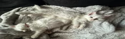 Maine Coon cats for sale: XXL Russian Bloodline Maine Coon Kittens for sale - Advert 5