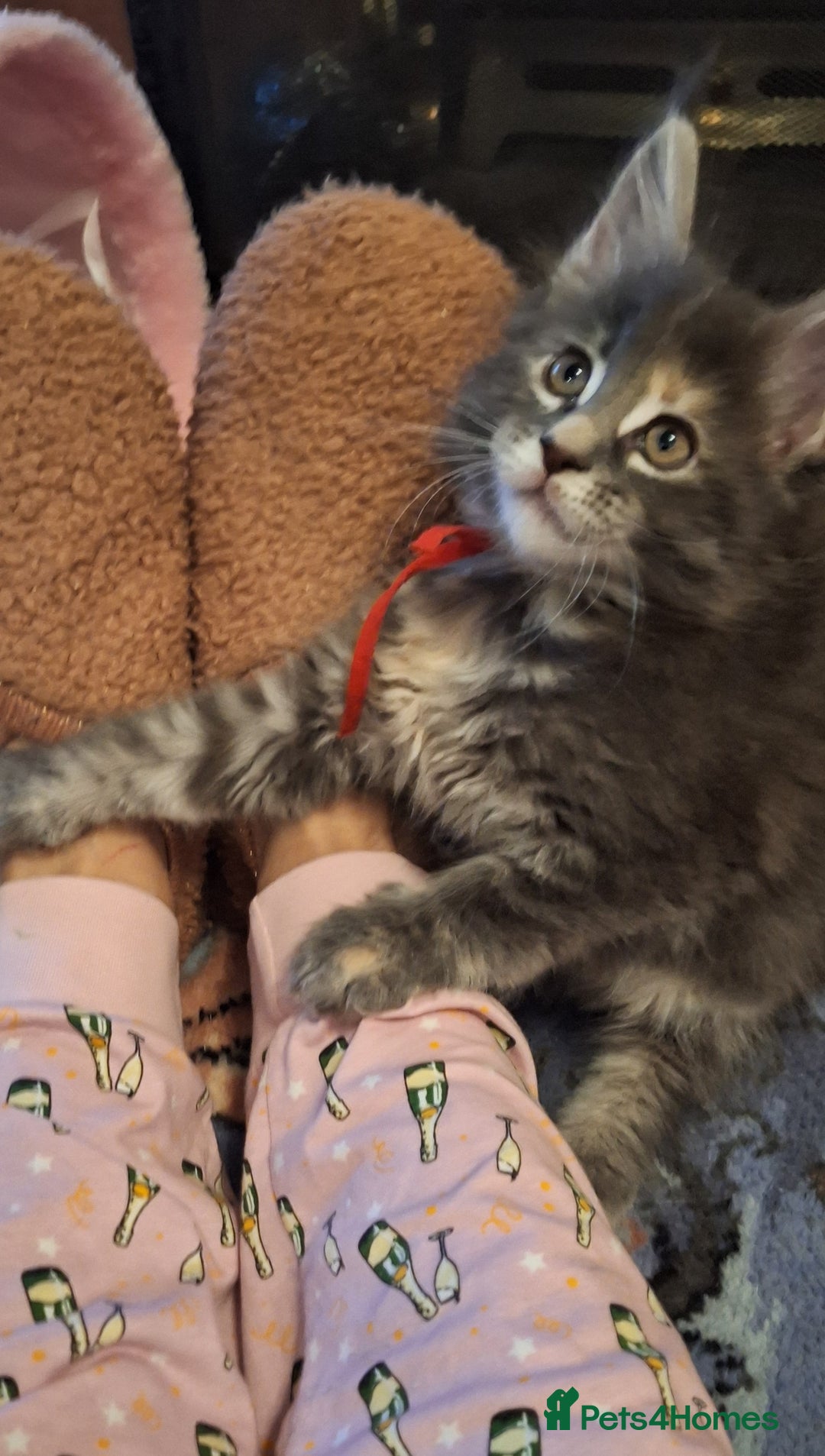 Maine Coon cats for sale: 😻 Ready Now 😻 Fluff Playful Maine Coon Kittens😻 - Advert 3