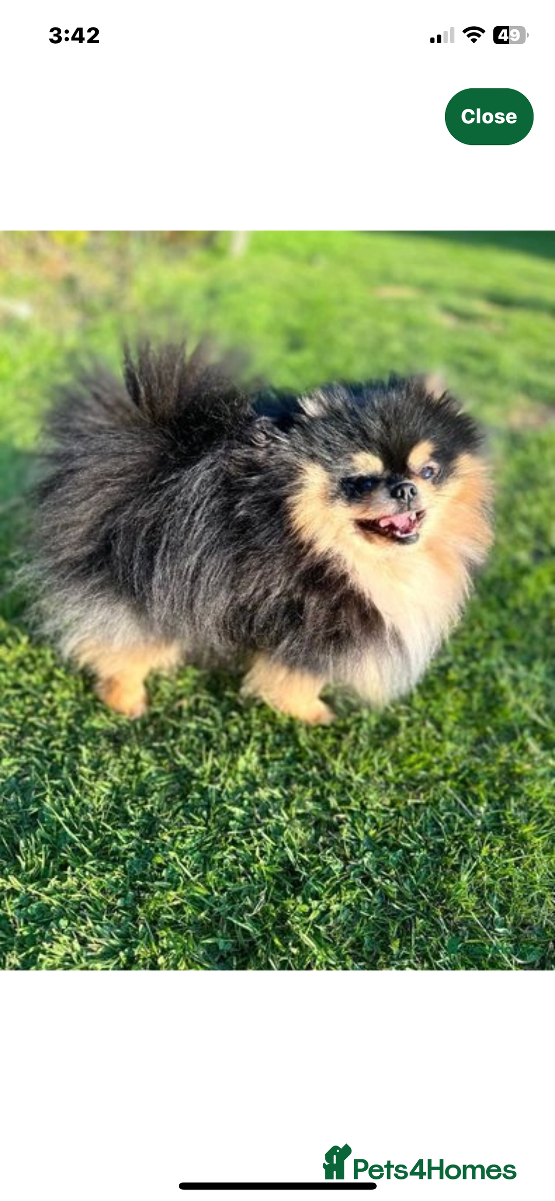 Pomeranian dogs for sale: Pomeranian puppy’s Blk&Tan Choc&Tan 🖤🧡🤎 - Image 12