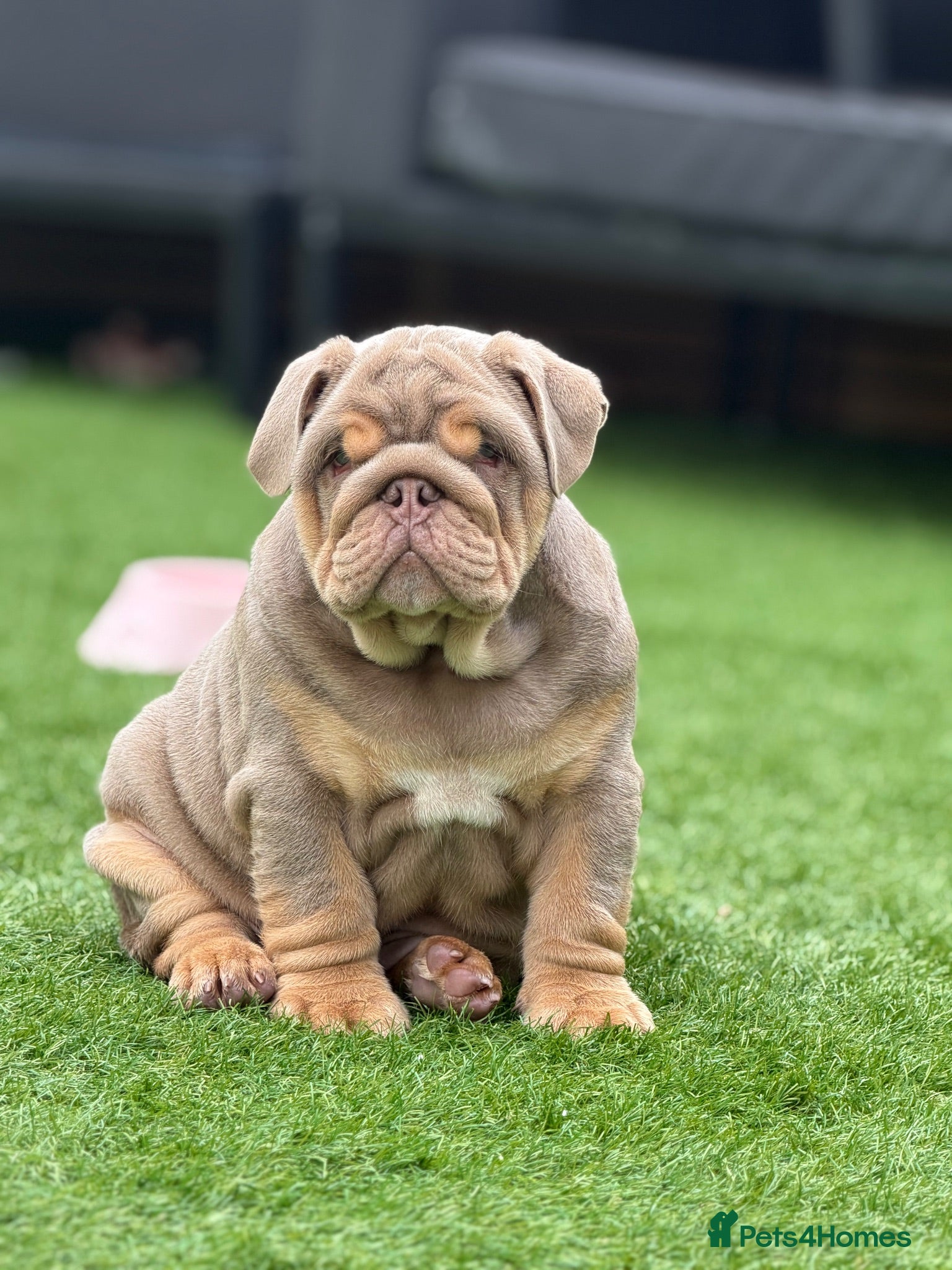 English Bulldog dogs 🔥 Epic Bullyz Major Daughter X Posher Turkish 🔥  - Advert 1