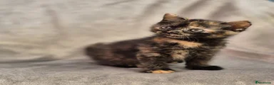 Mixed Breed Kitten 3