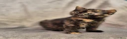 Mixed Breed cats for sale: 4 female kittens available - Advert 12